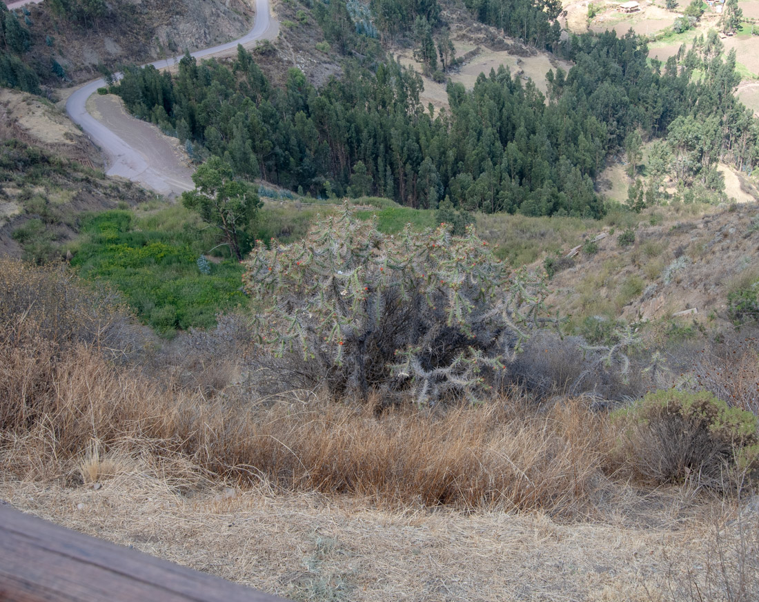 Image of genus Cylindropuntia specimen.