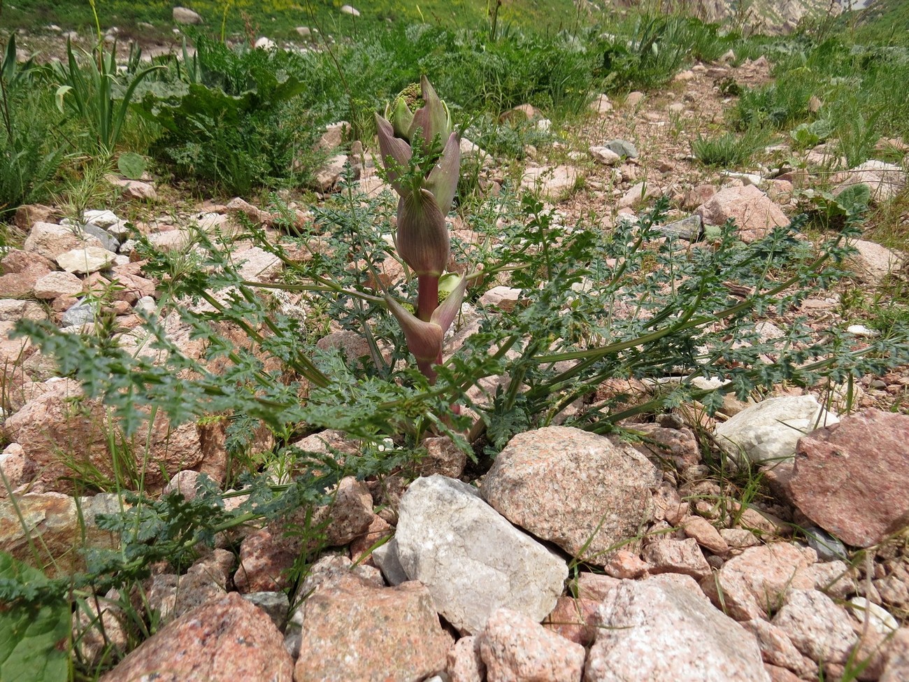 Image of Ferula samarkandica specimen.