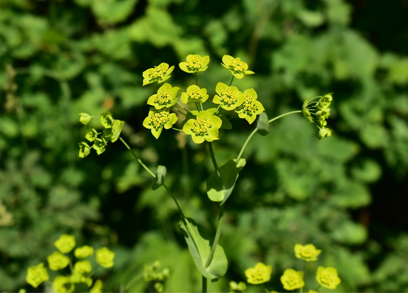 Image of Bupleurum longifolium ssp. aureum specimen.