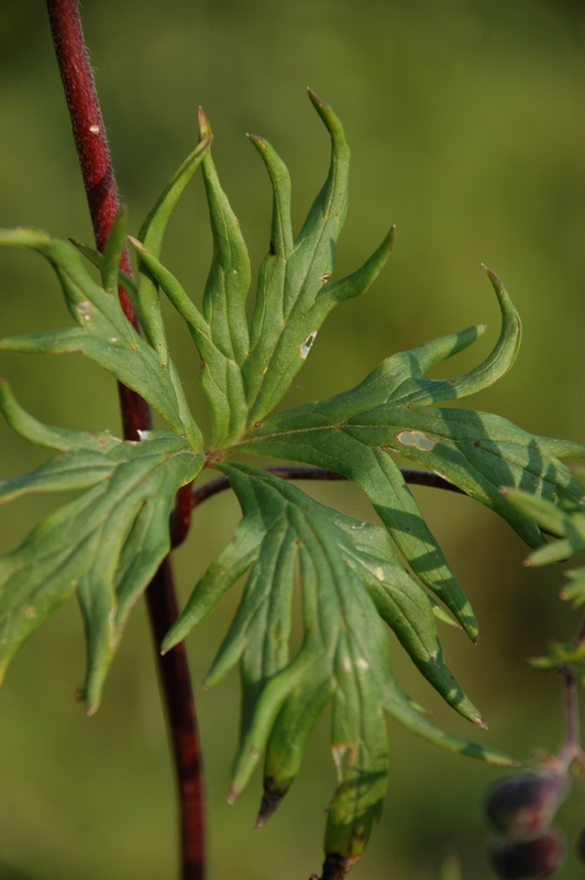 Image of Aconitum volubile specimen.