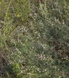 Astragalus silvisteppaceus