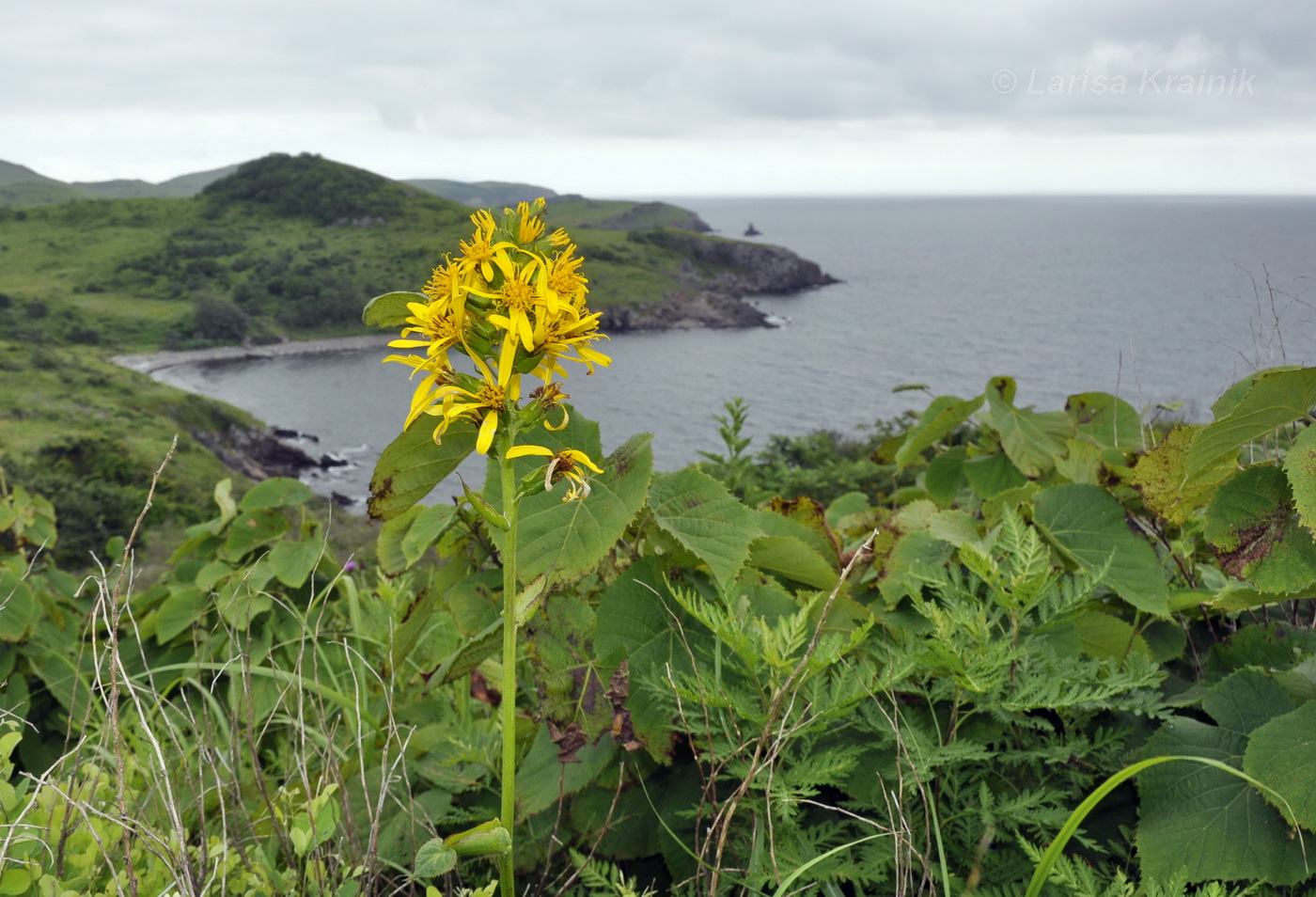 Изображение особи Ligularia splendens.