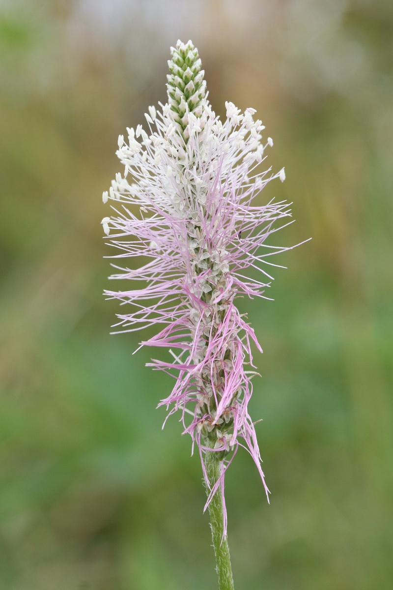 Image of Plantago media specimen.