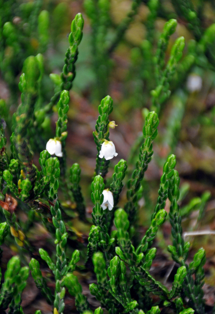 Изображение особи Cassiope redowskii.