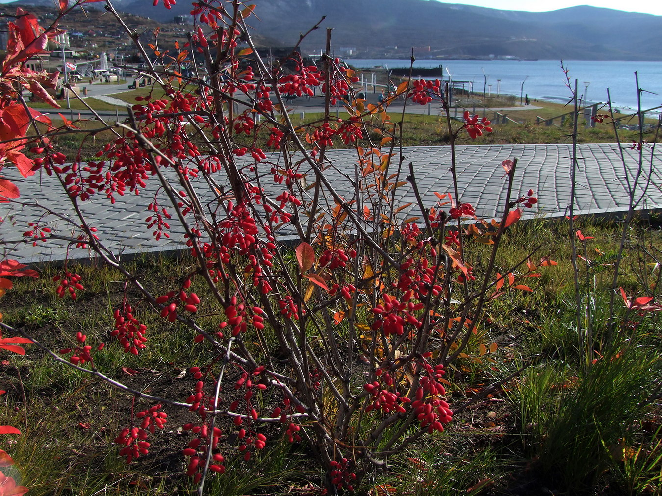 Image of Berberis vulgaris specimen.