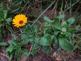 genus Calendula. Цветущее растение в каплях дождя. Франция, г. Париж, в озеленении. 13.01.2020.