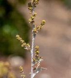 Searsia batophylla. Часть соцветия. Израиль, Иудейские горы, г. Иерусалим, ботанический сад университета. 11.09.2019.