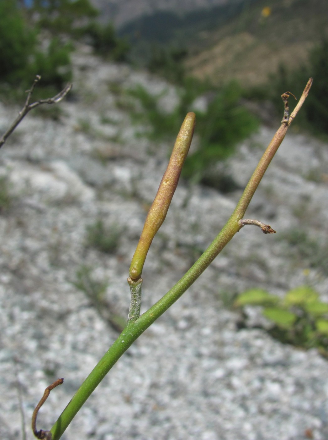 Image of Matthiola odoratissima specimen.