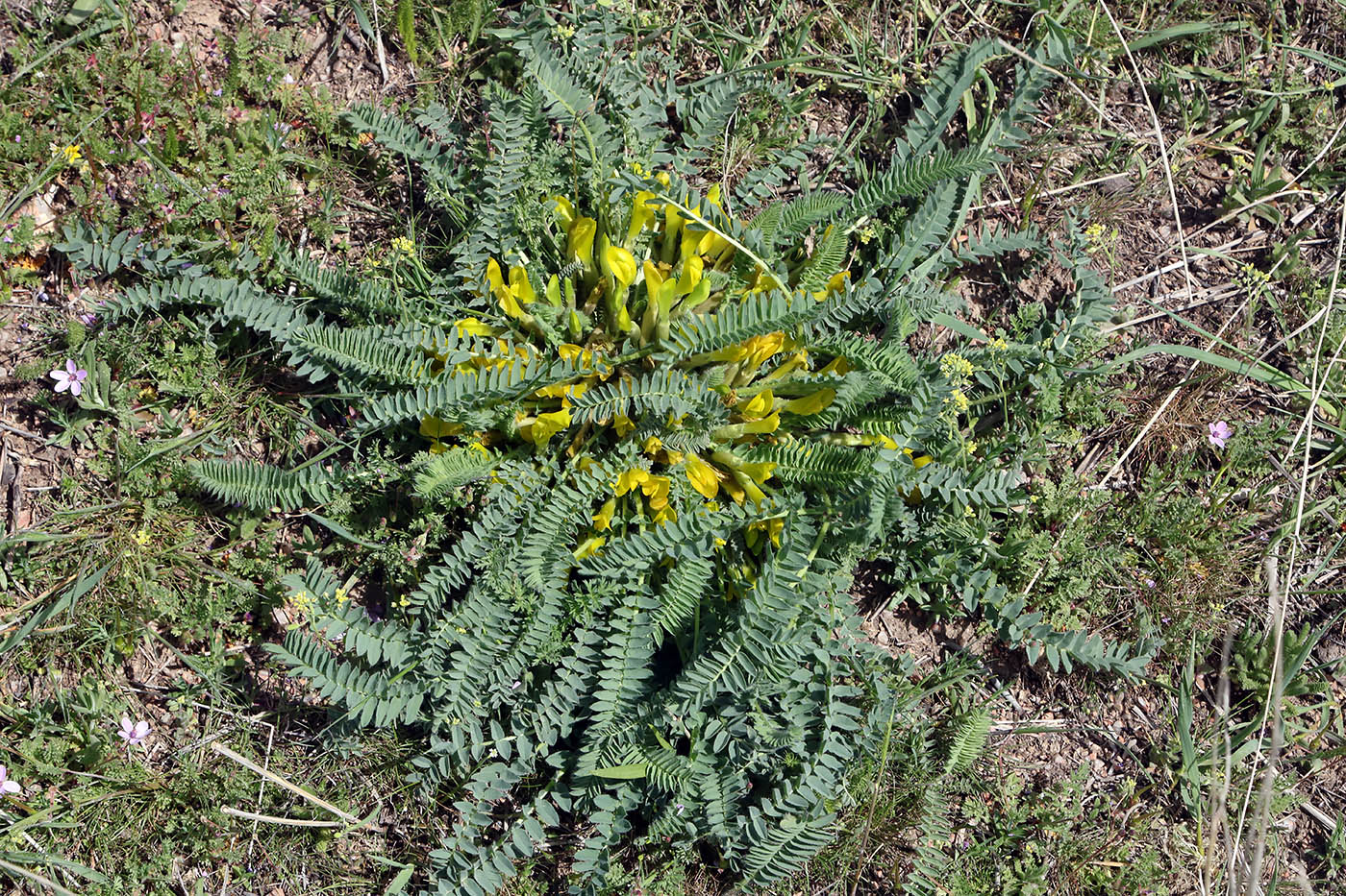 Image of Astragalus macronyx specimen.