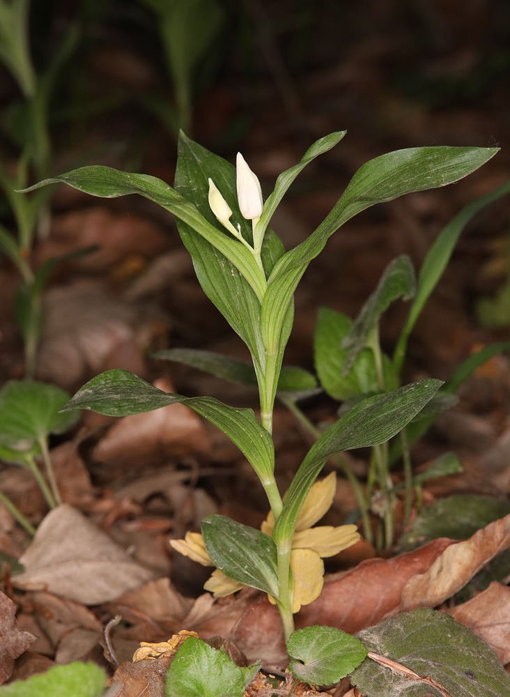 Image of Cephalanthera caucasica specimen.