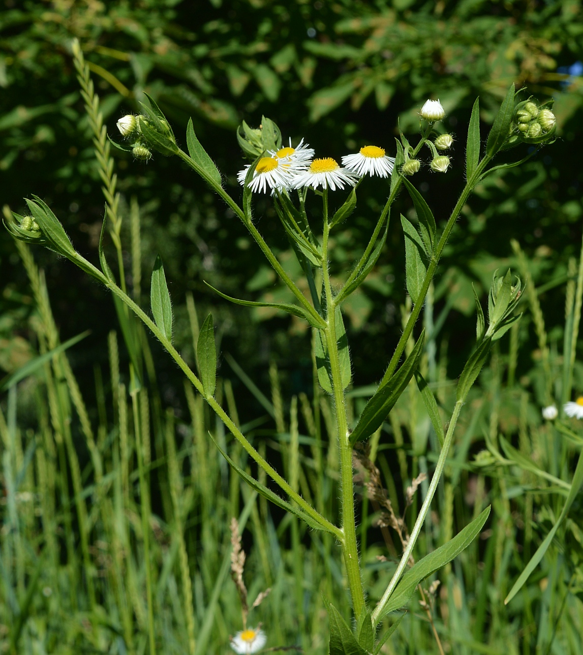 Image of Erigeron annuus specimen.