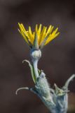 genus Tragopogon