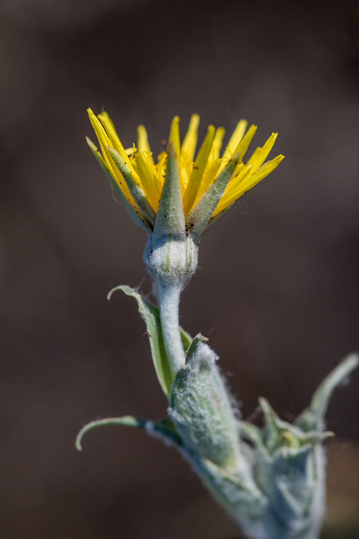 Изображение особи род Tragopogon.