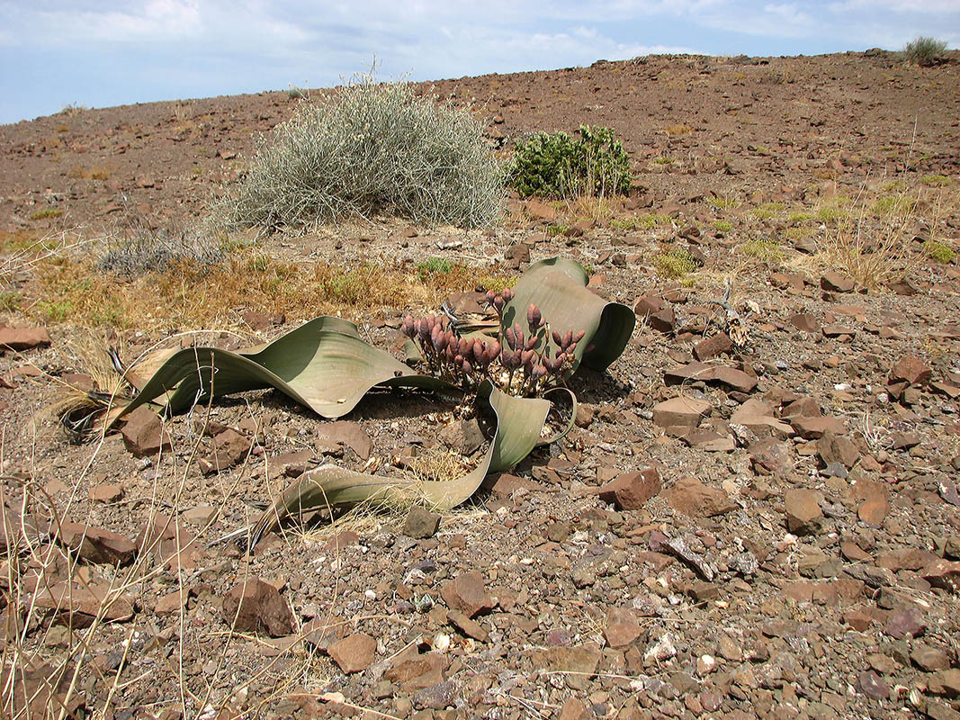 Изображение особи Welwitschia mirabilis.