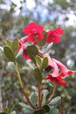 genus Rhododendron. Верхняя часть цветущего растения. Папуа Новая Гвинея, регион Уэстерн-Хайлендс, окр. Camp JJ Komane mambuno. 19.08.2009.