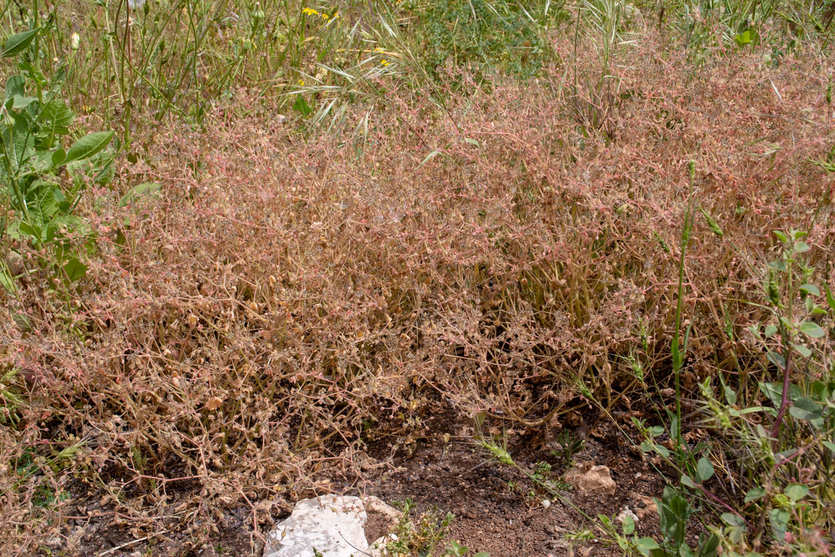 Image of Geranium robertianum specimen.