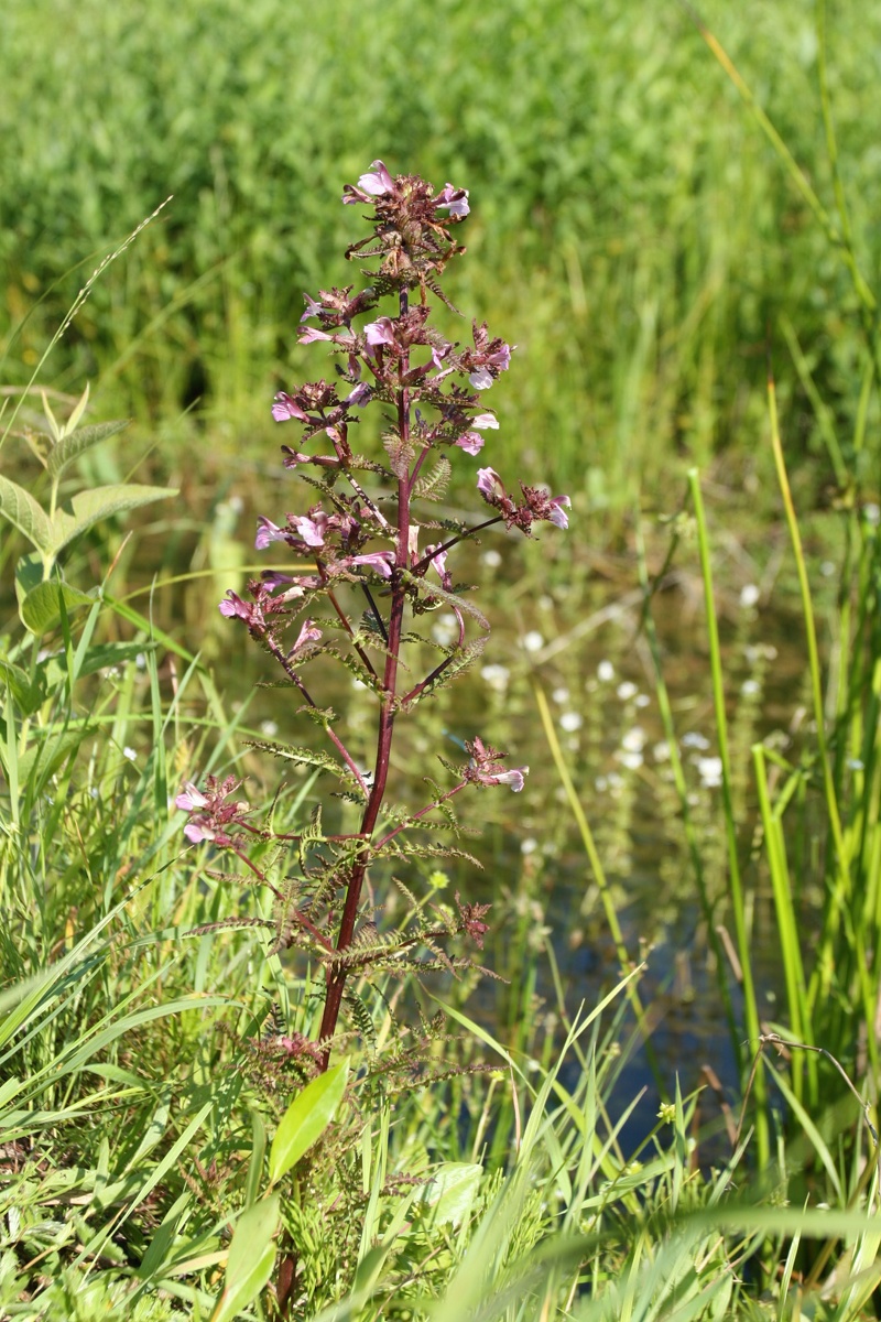 Изображение особи Pedicularis palustris.