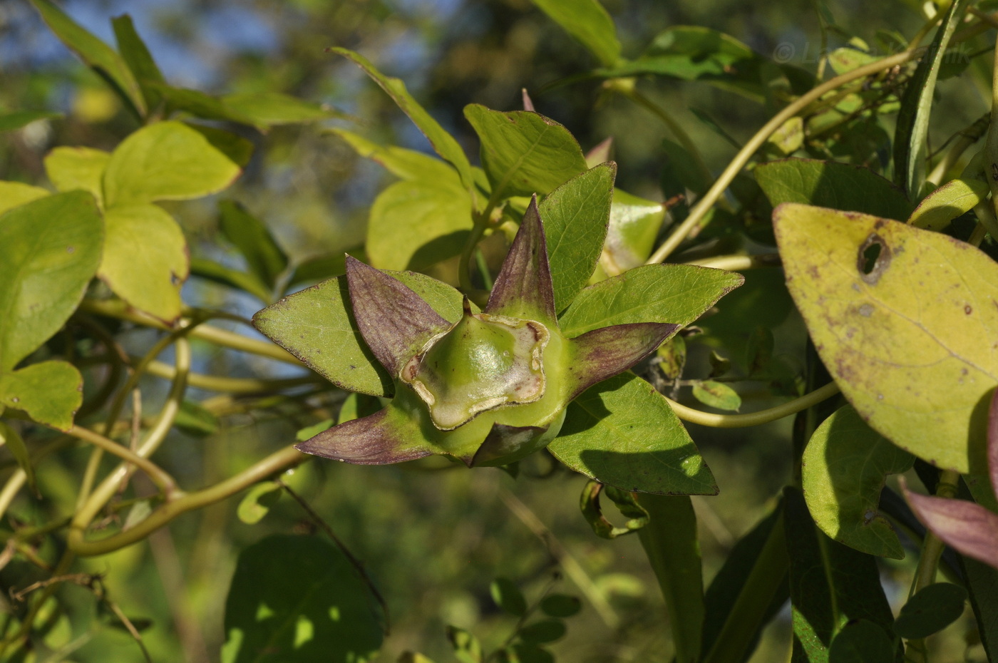 Изображение особи Codonopsis ussuriensis.