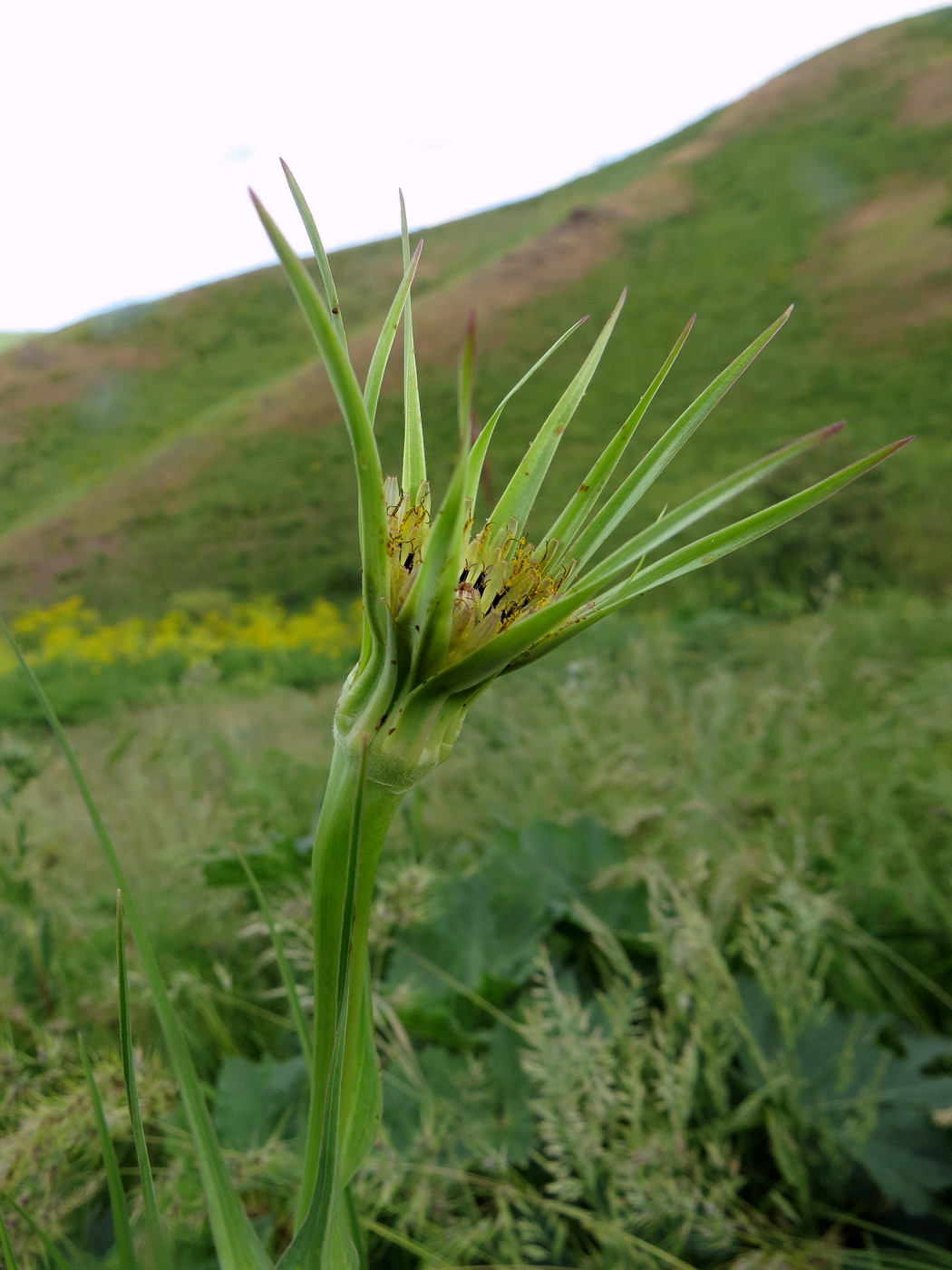 Изображение особи Tragopogon capitatus.