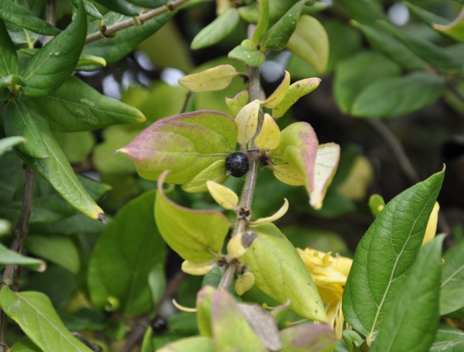 Изображение особи Lonicera japonica.