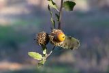 Quercus coccifera. Верхушка веточки с незрелыми плодами. Израиль, лесопарк Шоам. 16.12.2022.