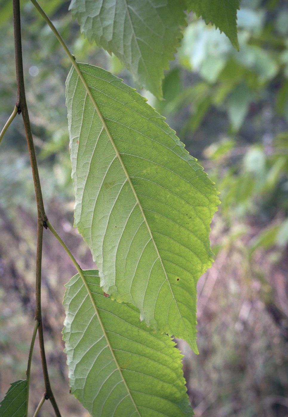 Image of genus Padus specimen.