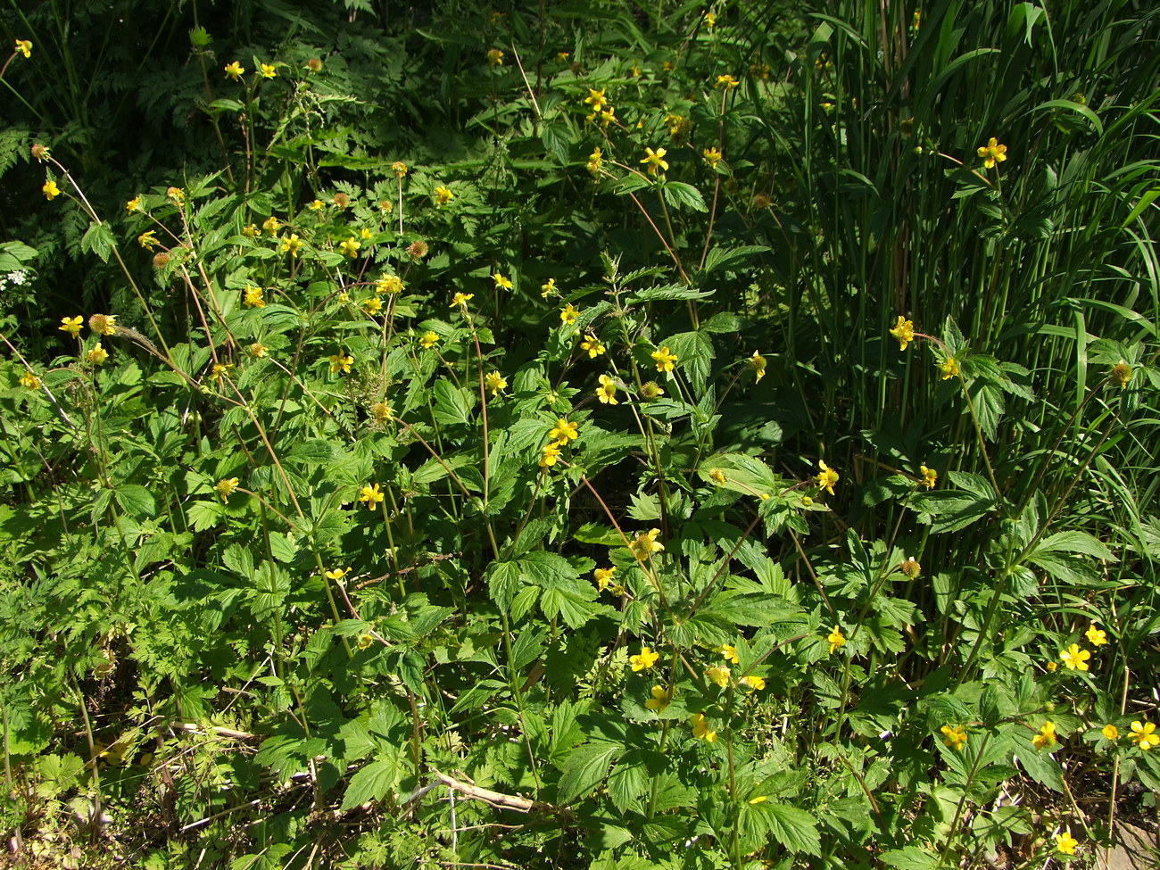 Изображение особи Geum aleppicum.