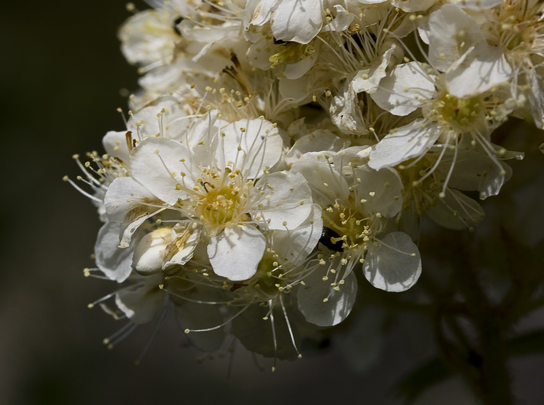 Изображение особи Sorbaria rhoifolia.