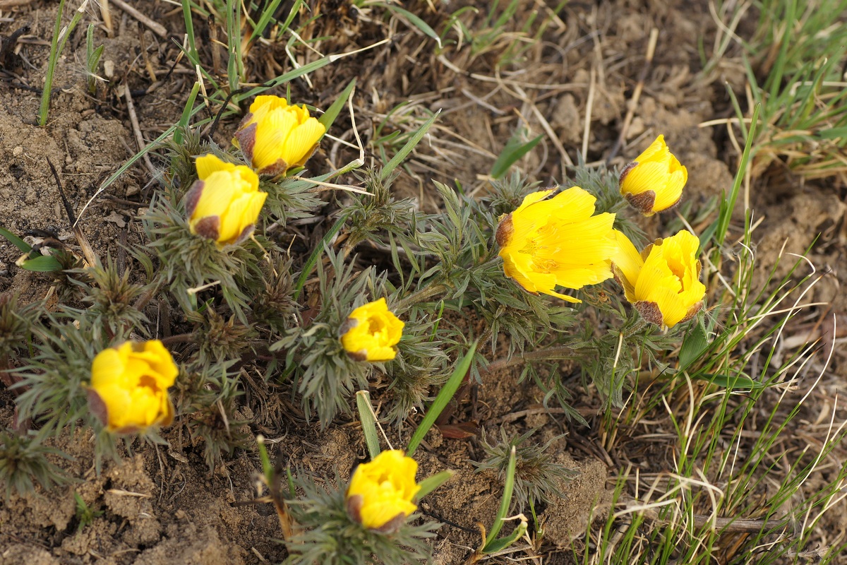 Image of Adonis volgensis specimen.