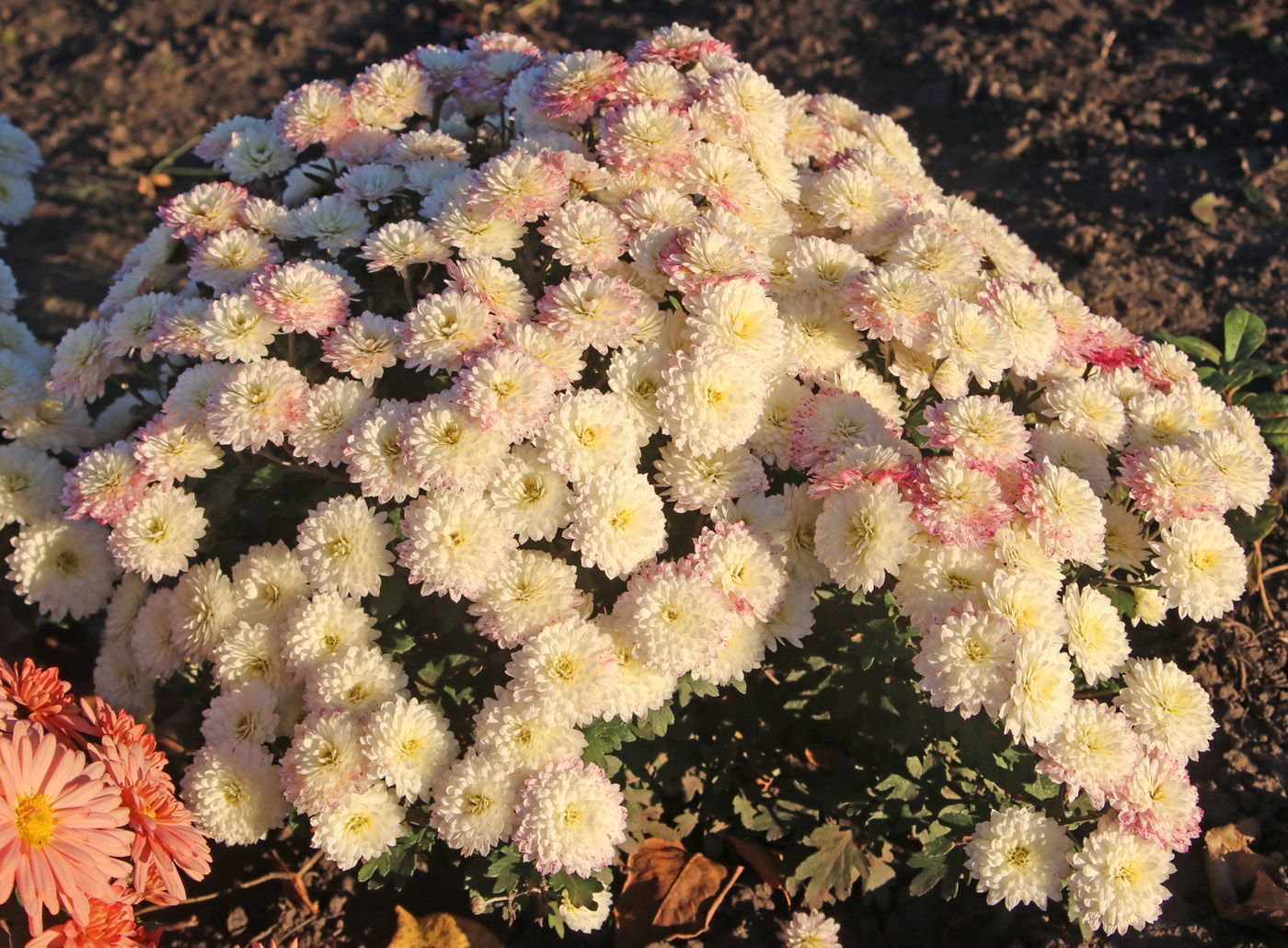 Image of Chrysanthemum indicum specimen.