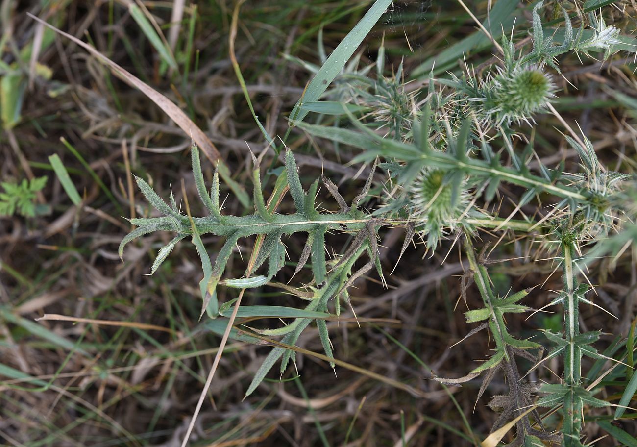 Image of genus Cirsium specimen.