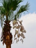 Washingtonia robusta. Часть кроны с соцветием. Египет, мухафаза Каир, г. Каир, в культуре. 08.05.2023.