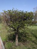 genus Pyrus