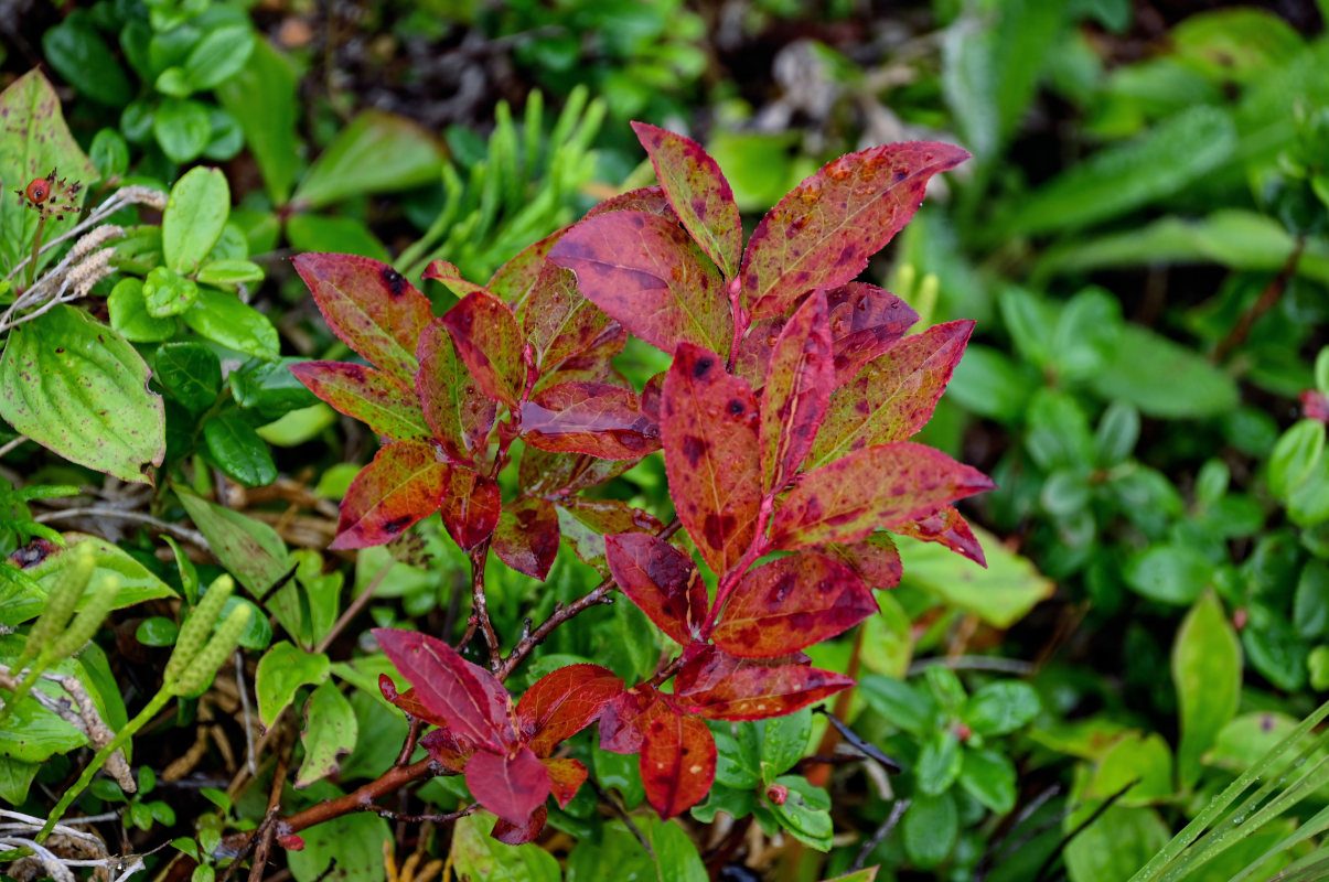 Изображение особи Vaccinium smallii.