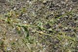 Gypsophila elegans. Часть соцветия с цветками и плодами. Чечня, Шаройский р-н, левый борт долины р. Шикаройакх, ниже селения Шикарой, на скале. 8 августа 2023 г.