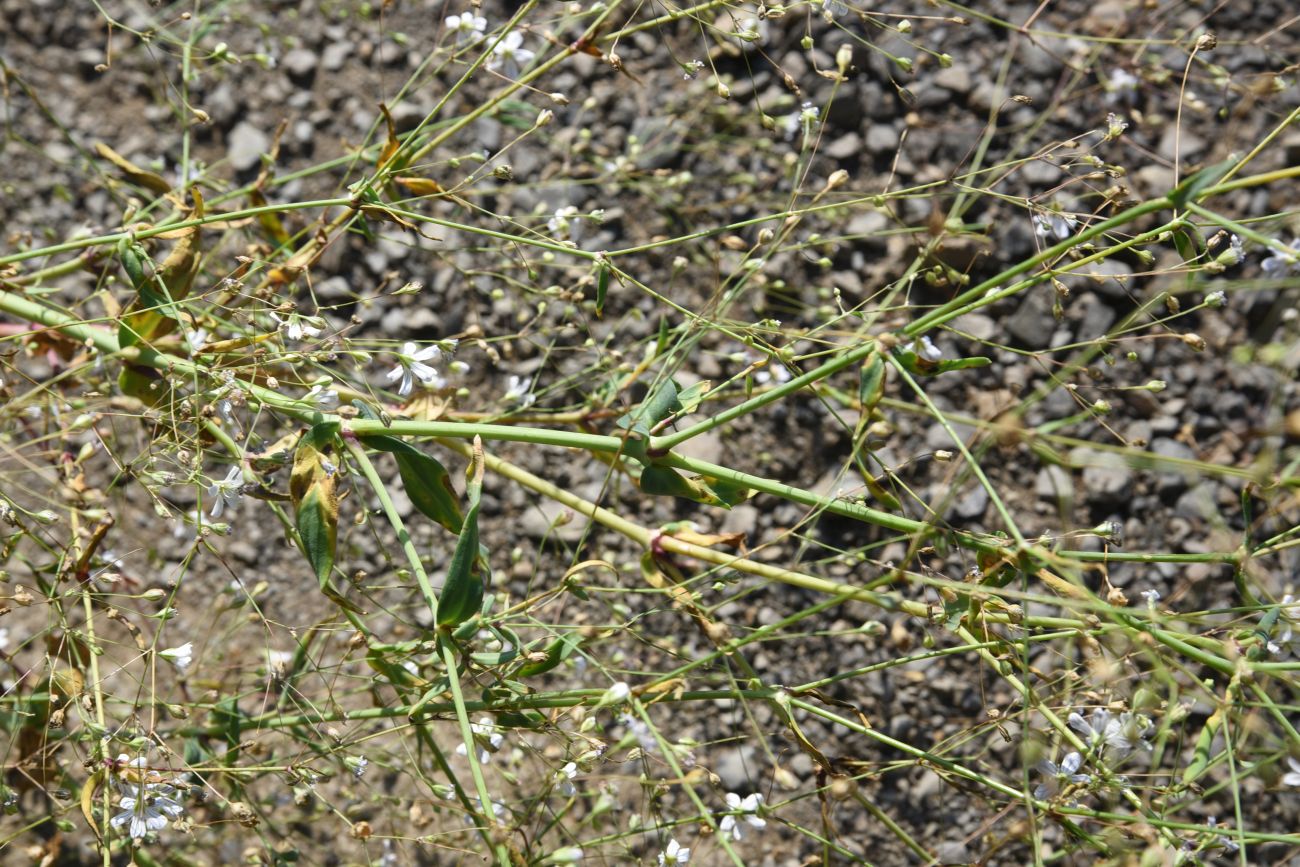 Image of Gypsophila elegans specimen.