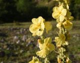 Verbascum phlomoides. Верхушка соцветия с мухой. Чечня, Шаройский р-н, нижняя часть долины р. Цесиахк, окраина с. Химой, обочина дороги. 09.08.2023.