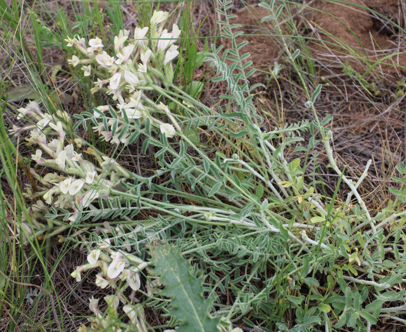 Изображение особи Astragalus ergenensis.