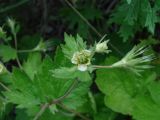 Смотреть изображение Orthurus heterocarpus