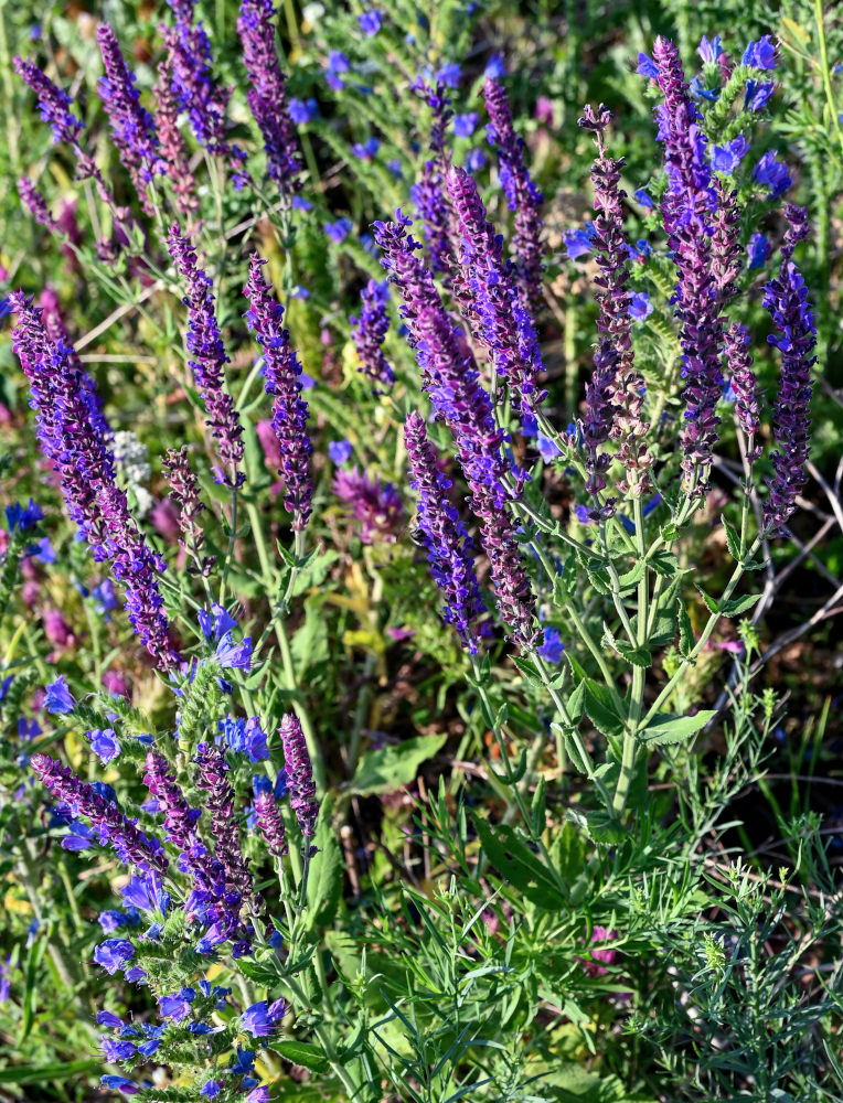 Изображение особи Salvia tesquicola.