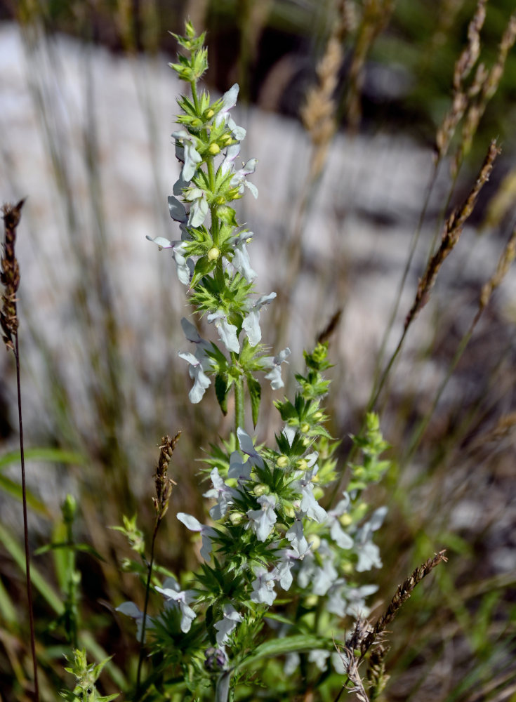 Image of Stachys pubescens specimen.