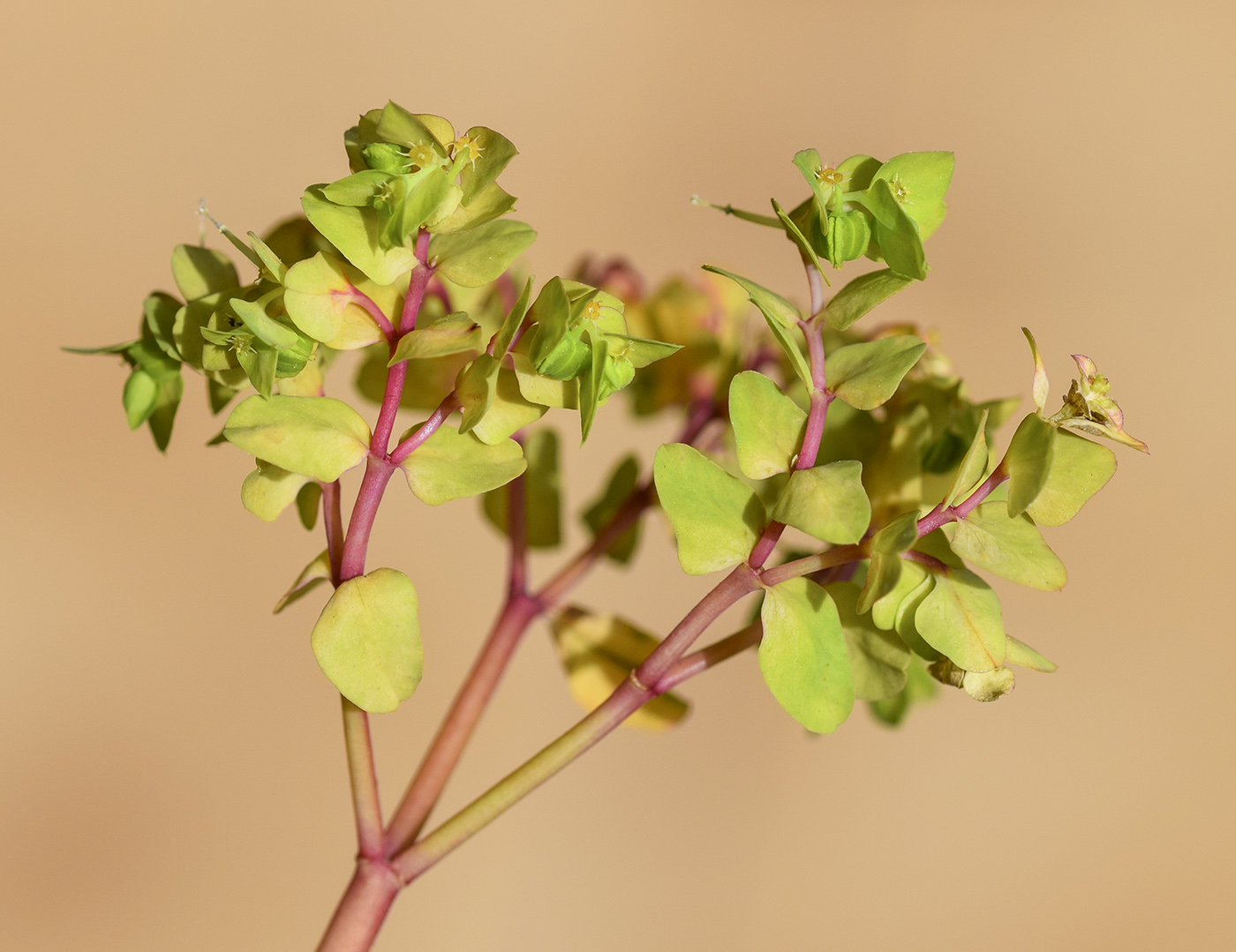 Image of Euphorbia peplus specimen.