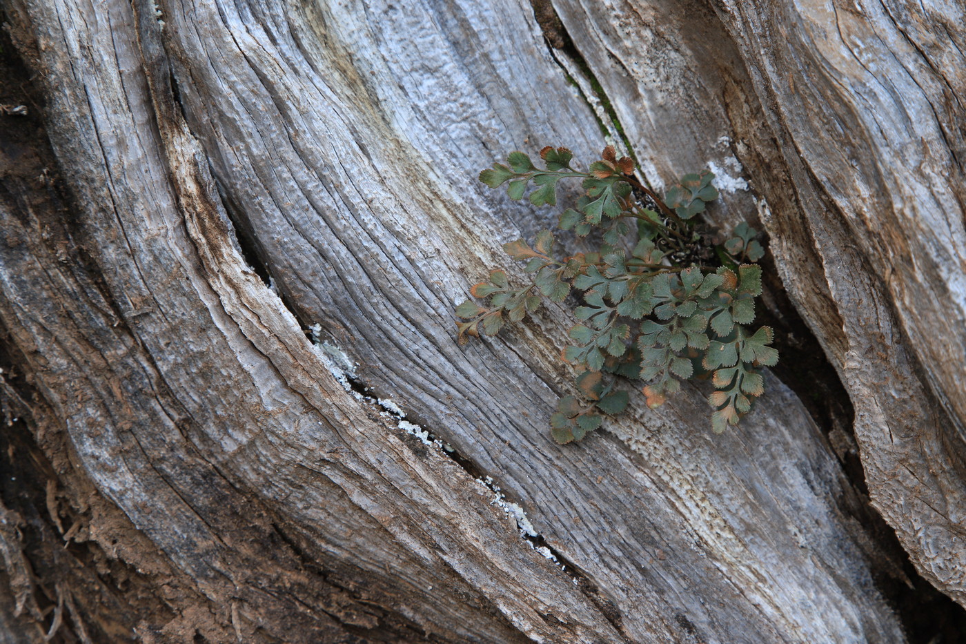 Image of Asplenium ruta-muraria specimen.