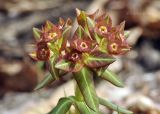 View full-size image Euphorbia komaroviana