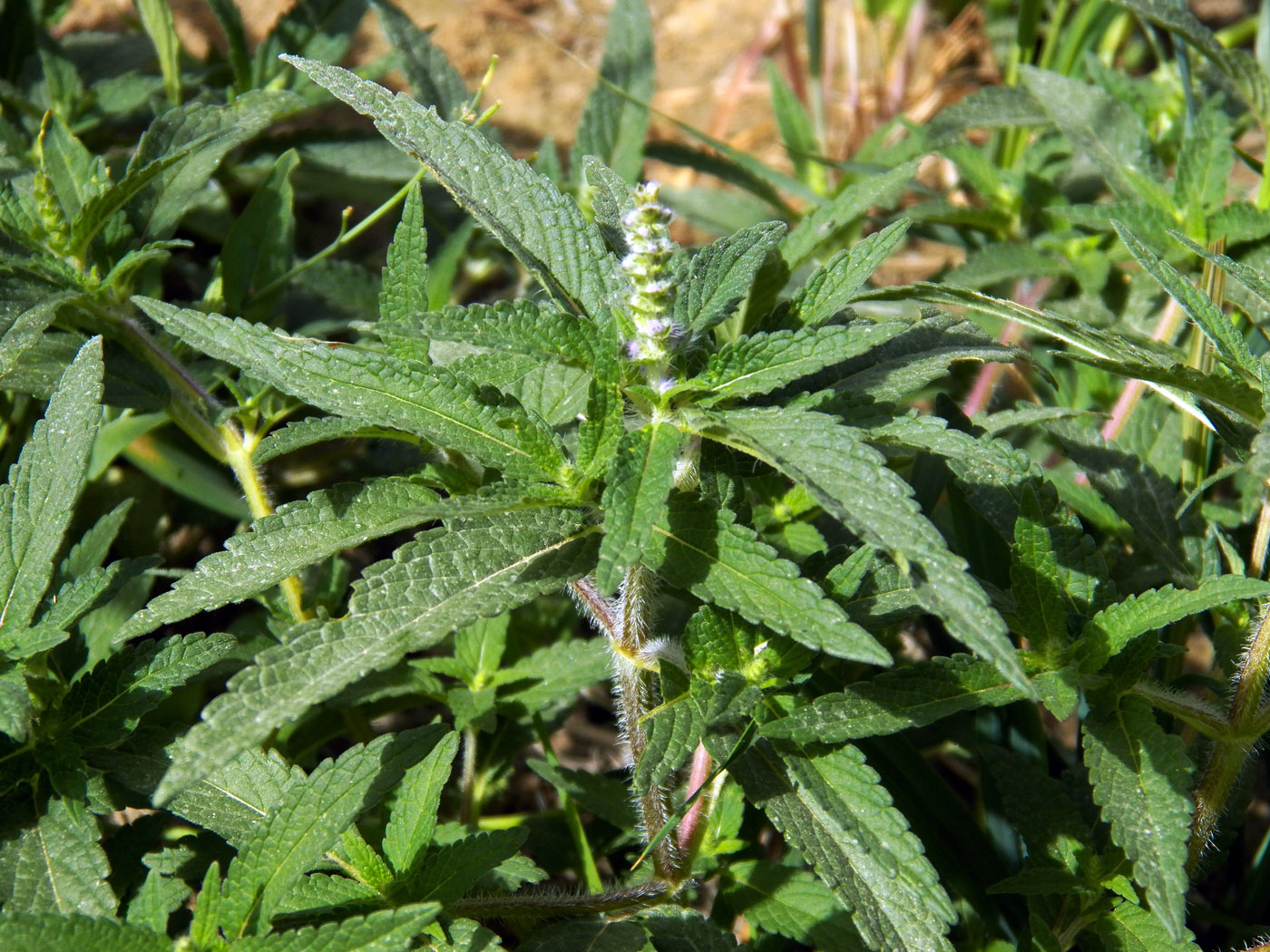 Image of familia Lamiaceae specimen.