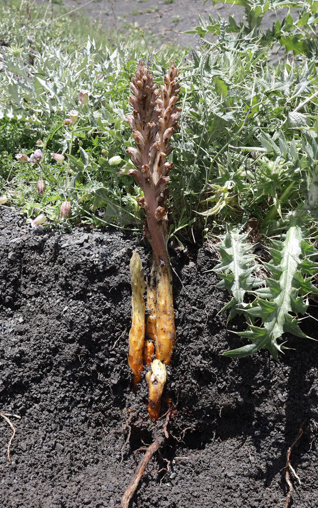 Image of Orobanche dagestanica specimen.