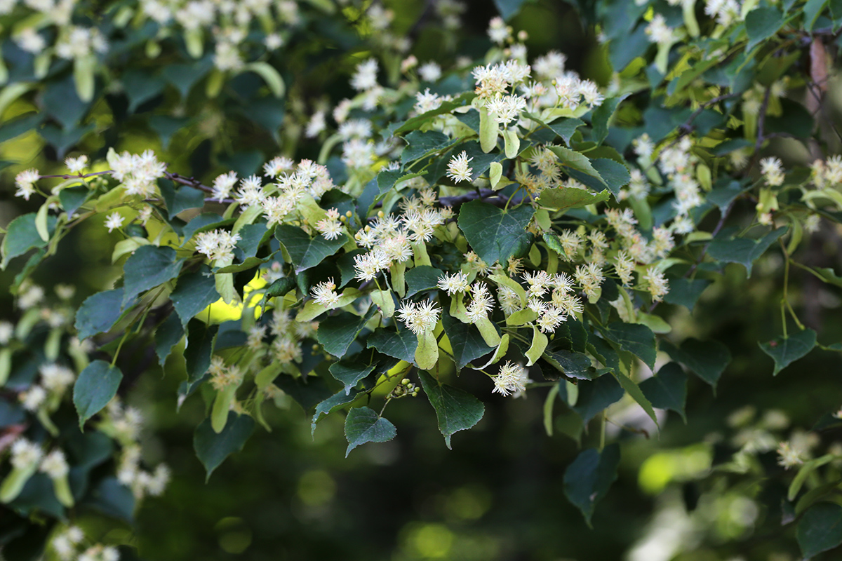 Image of Tilia amurensis specimen.