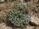 Ziziphora serpyllacea. Цветущее растение. Дагестан, склон горы Тарки-Тау, зарастающий мини-карьер, несомкнутая ксерофитная группировка. 23.06.2023.
