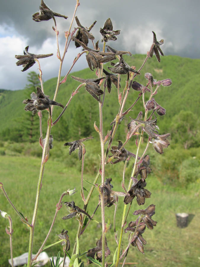 Image of Delphinium triste specimen.