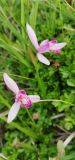 Pogonia japonica